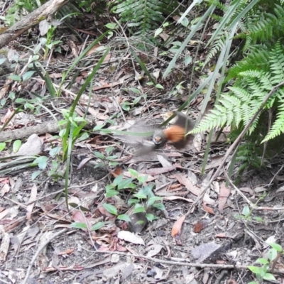 Rhipidura rufifrons (Rufous Fantail) at Bundanoon - 12 Jan 2024 by GlossyGal