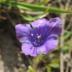 Echium sp. (Paterson's Curse or Viper's Bugloss) at Theodore, ACT - 13 Oct 2023 by michaelb