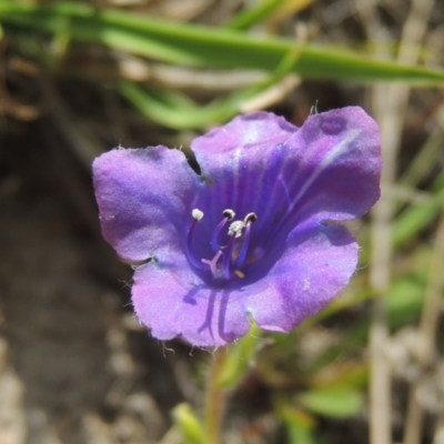 Echium sp. (Paterson's Curse or Viper's Bugloss) at Tuggeranong Hill - 13 Oct 2023 by michaelb