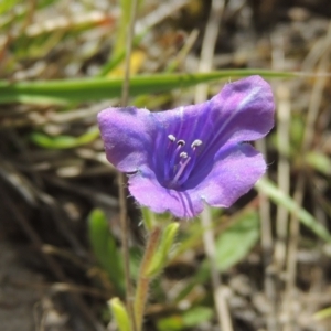 Echium sp. at Tuggeranong Hill - 13 Oct 2023