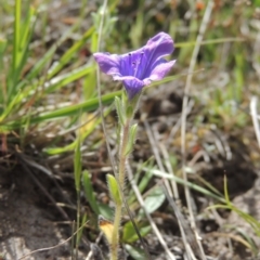 Echium sp. at Tuggeranong Hill - 13 Oct 2023