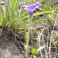 Echium sp. at Tuggeranong Hill - 13 Oct 2023