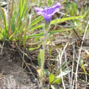 Echium sp. at Tuggeranong Hill - 13 Oct 2023