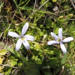 Isotoma fluviatilis subsp. australis (Swamp Isotome) at Theodore, ACT - 13 Oct 2023 by michaelb