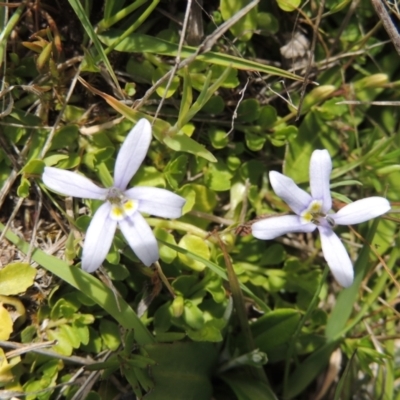 Isotoma fluviatilis subsp. australis (Swamp Isotome) at Tuggeranong Hill - 13 Oct 2023 by michaelb