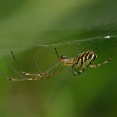 Leucauge dromedaria (Silver dromedary spider) at Downer, ACT - 13 Jan 2024 by RobertD