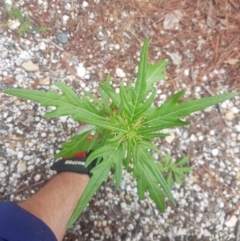 Xanthium spinosum at QPRC LGA - 14 Jan 2024