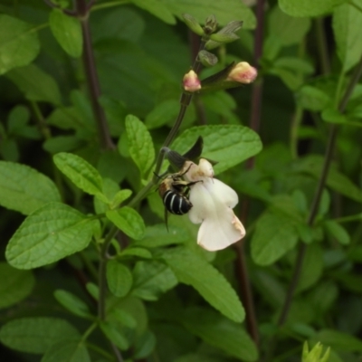 Amegilla (Zonamegilla) asserta (Blue Banded Bee) at Kambah, ACT - 13 Jan 2024 by LinePerrins