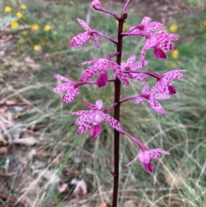 Dipodium punctatum at Mount Ainslie to Black Mountain - 14 Jan 2024