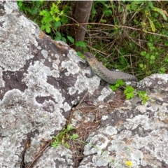 Egernia cunninghami (Cunningham's Skink) at Umbagong District Park - 14 Jan 2024 by Margo