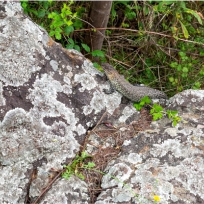 Egernia cunninghami (Cunningham's Skink) at Latham, ACT - 14 Jan 2024 by Margo