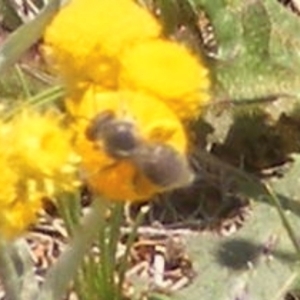 Lasioglossum (Chilalictus) sp. (genus & subgenus) at Mugga Mugga Grassland (MMW) - 13 Jan 2024 01:04 PM