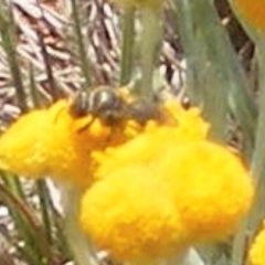 Lasioglossum (Chilalictus) sp. (genus & subgenus) at Mugga Mugga Grassland (MMW) - 13 Jan 2024 01:04 PM