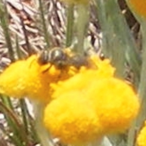 Lasioglossum (Chilalictus) sp. (genus & subgenus) at Mugga Mugga Grassland (MMW) - 13 Jan 2024 01:04 PM