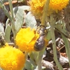 Lasioglossum (Chilalictus) sp. (genus & subgenus) at Mugga Mugga Grassland (MMW) - 13 Jan 2024 01:04 PM