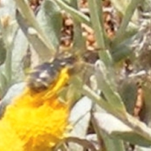 Lasioglossum (Chilalictus) sp. (genus & subgenus) at Mugga Mugga Grassland (MMW) - 13 Jan 2024 01:04 PM