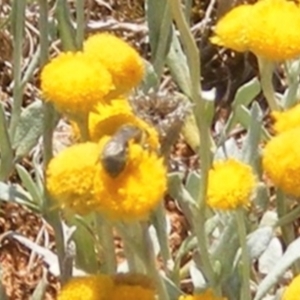 Lasioglossum (Chilalictus) sp. (genus & subgenus) at Mugga Mugga Grassland (MMW) - 13 Jan 2024 01:04 PM