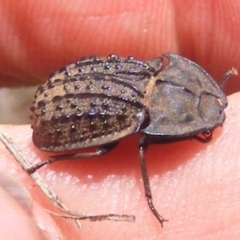 Helea ovata (Pie-dish beetle) at Symonston, ACT - 13 Jan 2024 by MichaelMulvaney