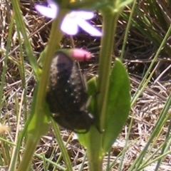 Helea ovata at Mugga Mugga Grassland (MMW) - 13 Jan 2024