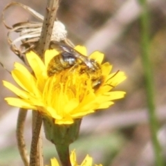 Lasioglossum (Chilalictus) sp. (genus & subgenus) (Halictid bee) at Mugga Mugga Grassland (MMW) - 13 Jan 2024 by MichaelMulvaney