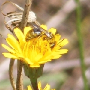 Lasioglossum (Chilalictus) sp. (genus & subgenus) at Mugga Mugga Grassland (MMW) - 13 Jan 2024 01:19 PM