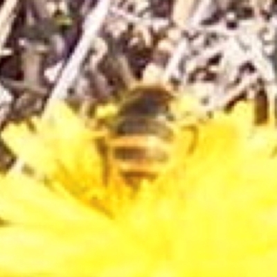 Apis mellifera (European honey bee) at Symonston, ACT - 13 Jan 2024 by MichaelMulvaney