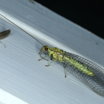 Italochrysa insignis (A Green Lacewing) at Ainslie, ACT - 4 Dec 2023 by jb2602