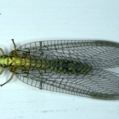 Italochrysa insignis at Ainslie, ACT - 4 Dec 2023