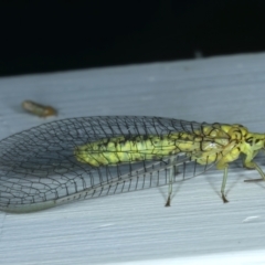 Italochrysa insignis at Ainslie, ACT - 4 Dec 2023