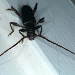 Callidiopis scutellaris at Ainslie, ACT - 4 Dec 2023 10:28 PM