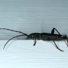 Callidiopis scutellaris at Ainslie, ACT - 4 Dec 2023 10:28 PM