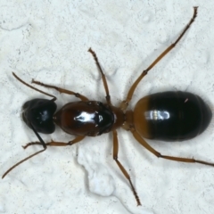 Camponotus consobrinus (Banded sugar ant) at Ainslie, ACT - 4 Dec 2023 by jb2602