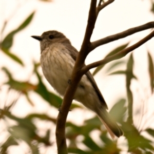 Pachycephala rufiventris at The Pinnacle - 14 Jan 2024 10:45 AM