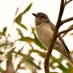 Pachycephala rufiventris at The Pinnacle - 14 Jan 2024