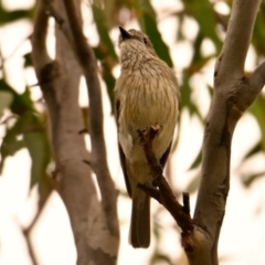 Pachycephala rufiventris at The Pinnacle - 14 Jan 2024 10:45 AM