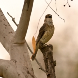 Pachycephala rufiventris at The Pinnacle - 14 Jan 2024