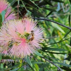 Apis mellifera (European honey bee) at Mount Ainslie to Black Mountain - 10 Jan 2024 by sascha