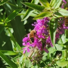 Apis mellifera at Commonwealth Park (CWP) - 10 Jan 2024 05:07 PM