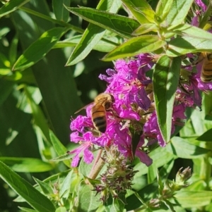 Apis mellifera at Commonwealth Park (CWP) - 10 Jan 2024 05:07 PM