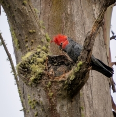 Callocephalon fimbriatum (Gang-gang Cockatoo) at Lower Cotter Catchment - 14 Jan 2024 by trevsci