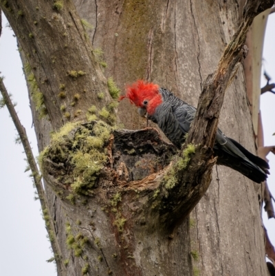 Callocephalon fimbriatum (Gang-gang Cockatoo) at Lower Cotter Catchment - 14 Jan 2024 by trevsci