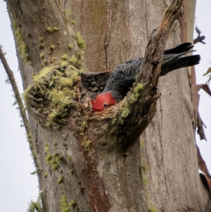 Callocephalon fimbriatum at Lower Cotter Catchment - 14 Jan 2024