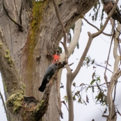 Callocephalon fimbriatum at Lower Cotter Catchment - 14 Jan 2024