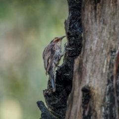 Climacteris erythrops (Red-browed Treecreeper) at Lower Cotter Catchment - 13 Jan 2024 by trevsci