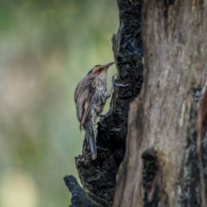 Climacteris erythrops at Lower Cotter Catchment - 14 Jan 2024