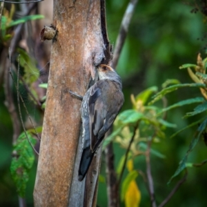 Climacteris erythrops at Lower Cotter Catchment - 14 Jan 2024 08:52 AM