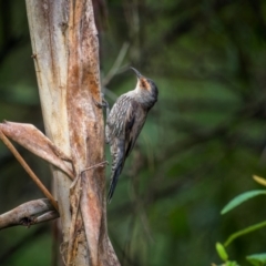 Climacteris erythrops at Lower Cotter Catchment - 14 Jan 2024 08:52 AM