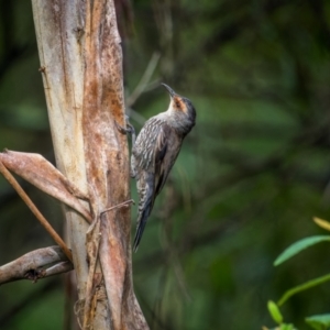 Climacteris erythrops at Lower Cotter Catchment - 14 Jan 2024 08:52 AM