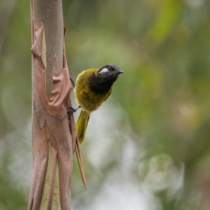 Nesoptilotis leucotis at Lower Cotter Catchment - 14 Jan 2024