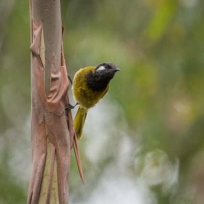 Nesoptilotis leucotis (White-eared Honeyeater) at Uriarra Village, ACT - 13 Jan 2024 by trevsci